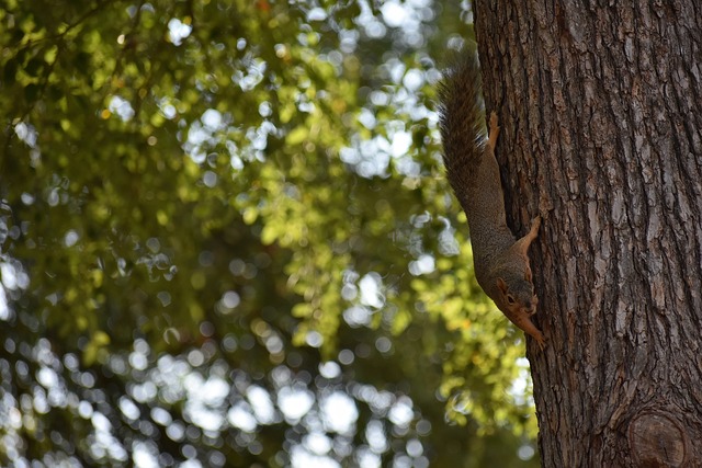 而瓜迪奧拉 而瓜迪奧拉