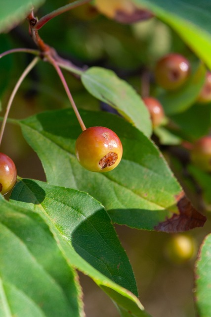的逆转胜利 的逆转胜利